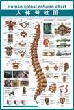 骨科脊柱脊椎知识展板壁画10《人体脊柱》 写真海报制作覆膜防水