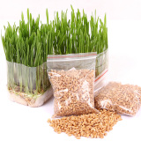 猫草种子 去毛球薄荷零食小麦种50g发芽率高宠物调理肠胃营养特价