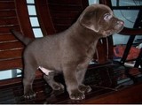 上海出售纯种拉布拉多犬幼犬出售中型犬导盲犬寻回犬宠物狗狗