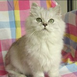纯种出售－漂亮可爱性格温婉的纯种金吉拉幼猫 超漂亮大头mao