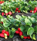 草莓苗 新品种盆栽草莓秧 本地特产 四季可种奶油草莓