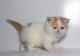 ☆汤姆名猫舍☆纯种加菲猫 宠物猫 红白双色梵文 明星猫猫