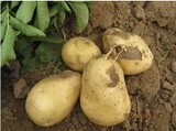 马铃薯种子 土豆种子 一级种薯 洋芋种子 高产值 批发种子