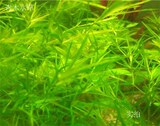 青木水草印度小竹节0.3元一株 水中叶