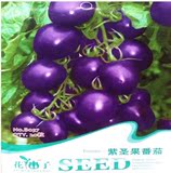 包发芽24种小番茄种子蔬菜种子紫珍珠紫圣女果种子番茄 30粒装