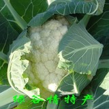 北京平谷特产新鲜蔬菜菜花 有机蔬菜青菜农家肥栽培 新鲜速达