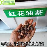 林木种子新采正宗大果红花油茶种子红山茶种子油茶树种子油茶花