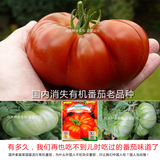 中国红老品种有机番茄种子 国内消失品种 还是儿时番茄的味道