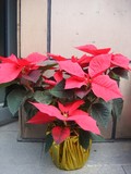 圣诞花植物盆栽 又称一品红圣诞红 适合圣诞节日庆典