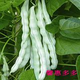 白芸豆种子 九粒白籽 架豆蔬菜种子 高产豆角种 非转基因  可留种