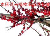 红梅 梅花树苗植物观赏花卉红梅盆景盆栽朱砂梅腊梅花苗 包成活