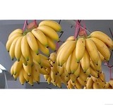 小米蕉海南水果农家热带新鲜水果 香蕉 皇帝蕉芭蕉