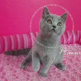 实体店保障/出售 纯种蓝色 英国短毛猫 蓝猫 母猫幼猫 支持支付宝
