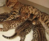 ☆小倩名猫☆出售个人繁殖 孟加拉豹猫/银豹斑/玫瑰纹，先到先挑