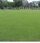 地毯草草坪草籽/进口草坪种子/高尔夫球场草坪/别墅草坪！