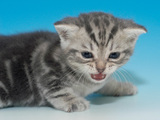 标准纹 银虎斑美国短毛猫 mm，2个月 美短 纹理清晰