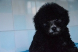 重庆宠物狗幼犬出售家养泰迪犬纯种茶杯微小玩具贵宾 灰色幼犬11