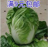 大白菜早熟5号种子 蔬菜籽 阳台种菜 盆栽 秋播 200粒 满9元包邮