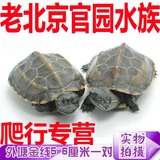 中华草龟 外塘龟 乌龟活体 情侣龟 金线草龟苗 公母一对 水龟