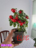 室内盆栽花卉小番茄蔬菜种子四季阳台易种青菜植物夏天水果籽批发