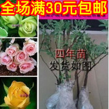 【2株全国包邮】红玫瑰苗子盆栽植物花卉 玫瑰花苗
