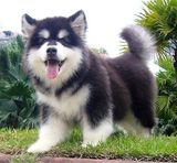 温州宠物活体狗/阿拉斯加幼犬/纯种雪橇犬/健康阿拉斯加幼犬 v