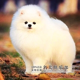 纯种赛级韩系哈多利球体英系美系博美犬幼犬出售长不大