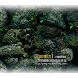 爬虫箱陆龟箱乌龟缸鱼缸水族箱用仿雨林苔藓岩石背景画壁纸10cm