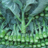 芥蓝蔬菜种子芥兰 青菜种子 阳台种菜盆栽 高出芽率 菜籽满18包邮
