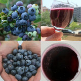 蓝莓酒农家手工家有自酿葡萄酒自制红酒甜酒全汁发酵绿色有机食品