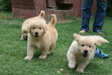 重庆宠物狗幼犬纯种黄金血系后代金毛狗幼犬出售大型犬寻回犬261