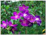 紫花巴西野牡丹紫杜鹃四季开花庭院植物绿宜花卉苗圃直销