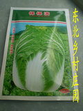 东北蔬菜种子 秋白菜大白菜 棵棵满杂交大白菜种子25克任五袋包邮