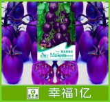 特色紫圣女果 樱桃番茄种子 西红柿种子 水果 盆栽四季播 约20粒