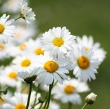 彩包5 A048 白晶菊] 白雏菊花种子 耐寒 花期早长 阳光园艺