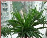 室内净化空气盆栽 装修去甲醛植物 青叶吊兰苗 绿叶吊兰净化空气