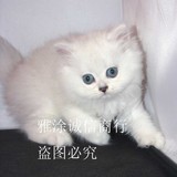 ▉◣金吉拉猫咪幼猫-超级可爱的公幼猫▉双皇冠！支持支付宝
