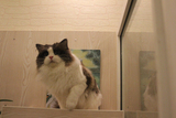 【CAT KEY】CFA带证书 新西兰 海豹双色 布偶猫 赛级弟弟