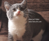【FEB】CFA注册 赛级 蓝白 英国短毛猫 英短公猫【上海新家】