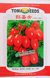 红圣女 小番茄种子 红珍珠阳台西红柿 圣女果盆栽蔬菜种子四季播