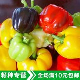 辣椒 五彩甜椒种子 阳台四季播种 秋冬季蔬菜种子 春季种 种子