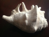 高古-良渚遗址出土的海螺化石（尺寸硕大）~【新浪古玉居】