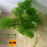 绿菊花水草水族箱活体造景套餐新手后景草金鱼草有茎类小鱼缸水藻