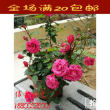 盆栽花卉【微型玫瑰】多头玫瑰花苗钻石玫瑰月季 3年多色