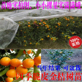 【金丽龙农业】四季脆皮金桔树苗 当年可结果 可盆栽 满10棵包邮
