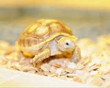 苏卡达 乌龟 宠物龟活体 陆龟活体 素食龟 水龟 观赏龟巴西吃菜龟