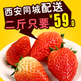 奶油草莓无公害有机草梅水果新鲜大草莓红颜草莓