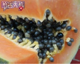 海南中国大陆6月12月 三亚 红心5斤 新鲜水果 牛奶木瓜 包邮