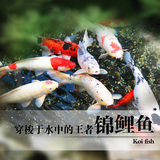 金鱼 锦鲤 精品纯种日本大小型 观赏宠物冷水风水鱼 淡水鱼 活体