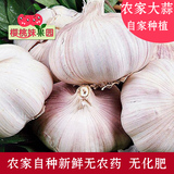 2015年山东特产新鲜大蒜头紫皮大蒜农家自产有机蔬菜5斤包邮批发